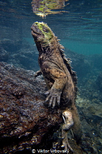Return from deep - Marine iguana (Amblyrhynchus cristatus... by Viktor Vrbovský 